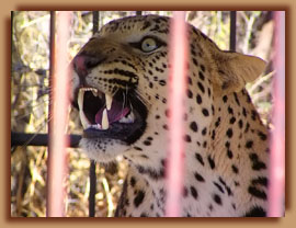 Captured problem leopard