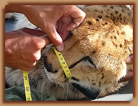 Measuring cheetah muzzle