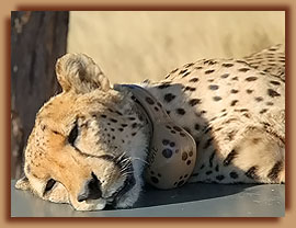 Male cheetah with GPS cell phone collar