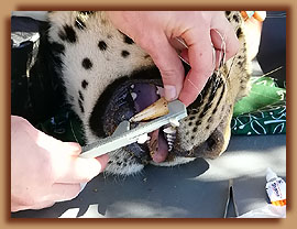 Measuring leopard canines