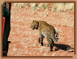 Released collared leopard